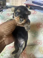 Honey, a female Yorkshire Terrier for sale in Oklahoma City, OK – 3 of 6