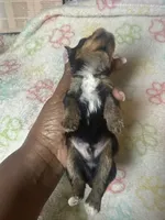 Boss, a male Yorkshire Terrier for sale in Oklahoma City, OK – 6 of 6