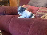 Girl 2, a female Yorkshire Terrier for sale in Oklahoma City, OK – 9 of 10