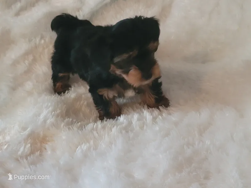Honey – Yorkshire Terrier puppy for sale in Oklahoma City, OK