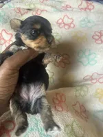 Honey, a female Yorkshire Terrier for sale in Oklahoma City, OK – 2 of 6