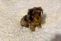 Cookie, a female Yorkshire Terrier for sale in Oklahoma City, OK – 7 of 9