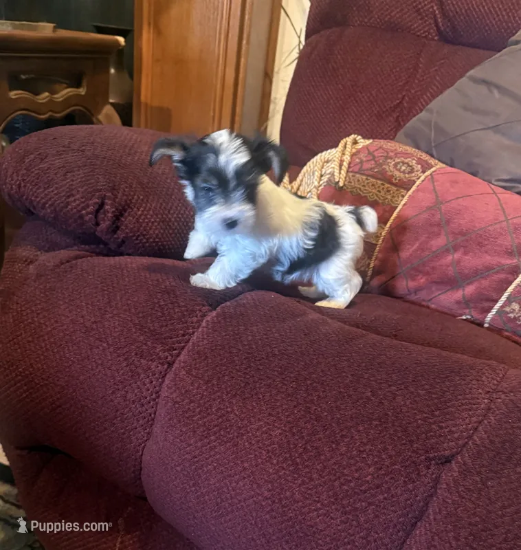 Girl 2 – Yorkshire Terrier puppy for sale in Oklahoma City, OK
