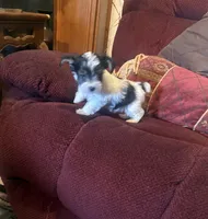 Girl 2, a female Yorkshire Terrier for sale in Oklahoma City, OK – 1 of 10