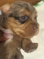 Cookie, a female Yorkshire Terrier for sale in Oklahoma City, OK – 7 of 8