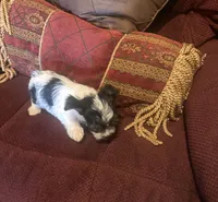 Girl 2, a female Yorkshire Terrier for sale in Oklahoma City, OK – 10 of 10