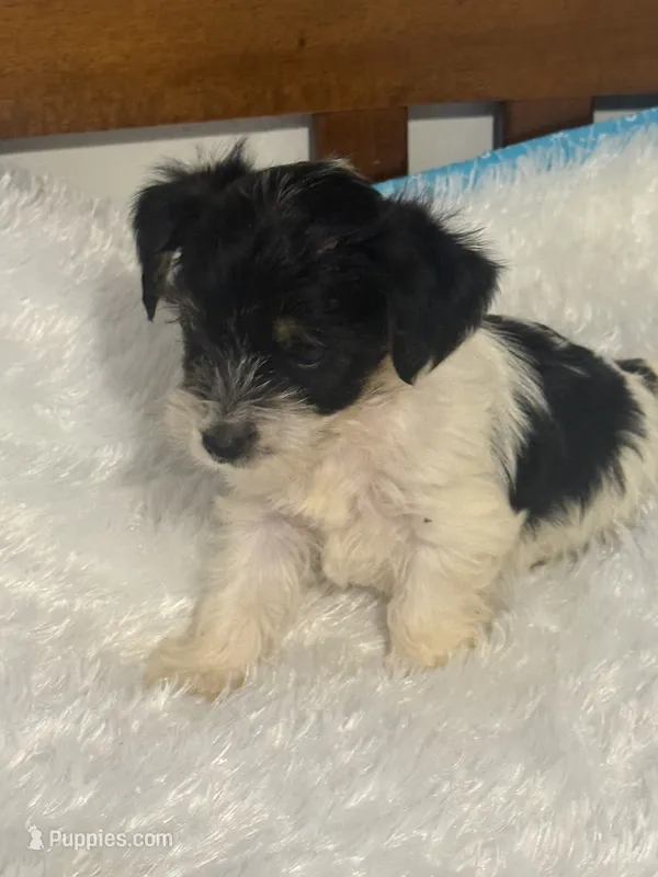 Boy 2 – Yorkshire Terrier puppy for sale in Oklahoma City, OK