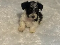 Girl 2, a female Yorkshire Terrier for sale in Oklahoma City, OK – 7 of 10