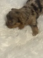 Coco, a female Yorkshire Terrier for sale in Oklahoma City, OK – 5 of 5