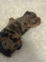 Cookie, a female Yorkshire Terrier for sale in Oklahoma City, OK – 3 of 8