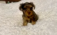 Cookie, a female Yorkshire Terrier for sale in Oklahoma City, OK – 9 of 9
