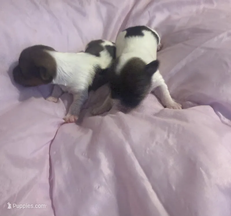 Girl 1 – Yorkshire Terrier puppy for sale in Oklahoma City, OK