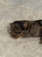 Cookie, a female Yorkshire Terrier for sale in Oklahoma City, OK – 8 of 8