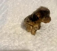 Cookie, a female Yorkshire Terrier for sale in Oklahoma City, OK – 4 of 9