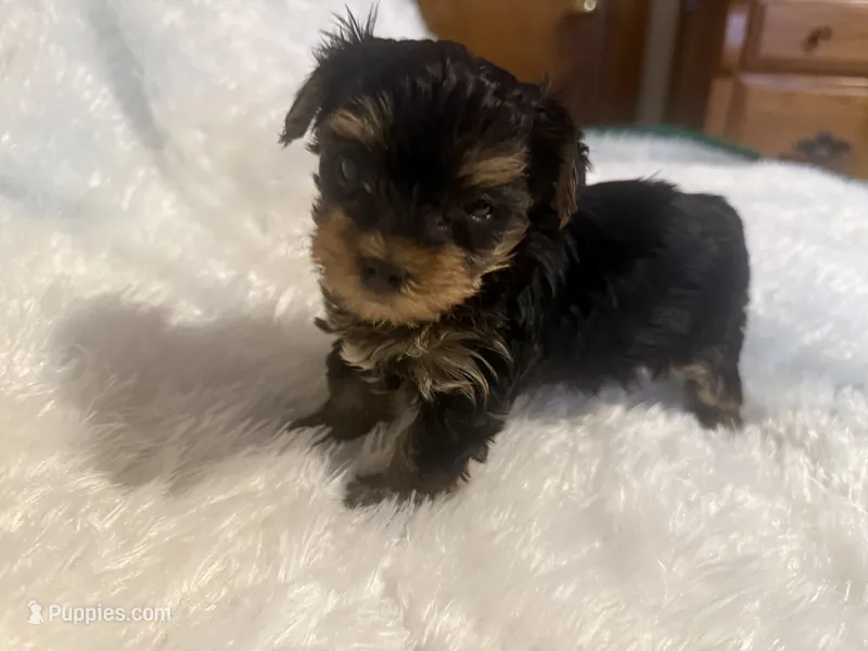 Honey – Yorkshire Terrier puppy for sale in Oklahoma City, OK