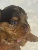 Coco, a female Yorkshire Terrier for sale in Oklahoma City, OK – 3 of 5