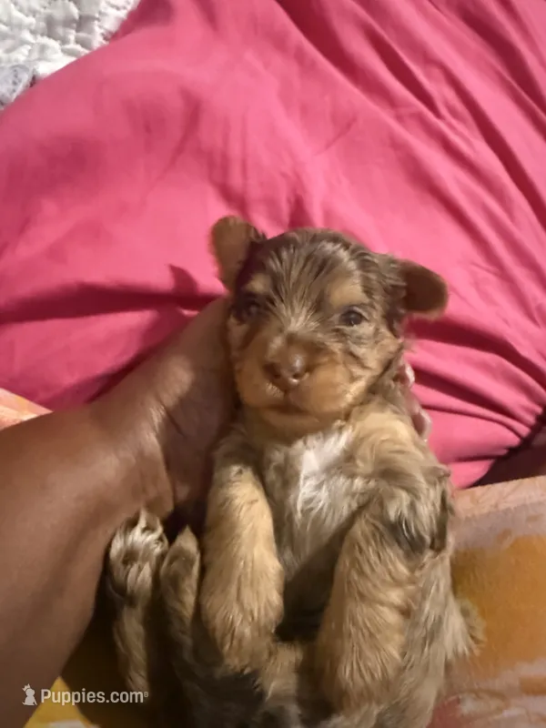 Cookie – Yorkshire Terrier puppy for sale in Oklahoma City, OK