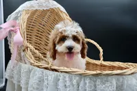 Posie pearl , a female Cavapoo for sale in Muskogee, OK – 1 of 10