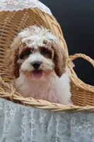 Posie pearl , a female Cavapoo for sale in Muskogee, OK – 10 of 10