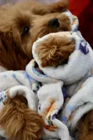 Bear trained , a male Maltipoo for sale in Muskogee, OK – 6 of 10