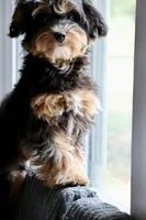 Eddie trained , a male Maltipoo for sale in Muskogee, OK – 6 of 10