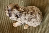 Oval, a female Cavapoo for sale in Muskogee, OK – Photo 7 of 10