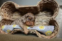 Oval, a female Cavapoo for sale in Muskogee, OK – Photo 5 of 10