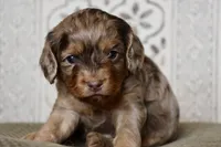 Oval, a female Cavapoo for sale in Muskogee, OK – Photo 2 of 10