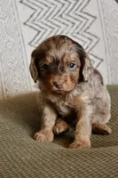 Oval, a female Cavapoo for sale in Muskogee, OK – Photo 9 of 10