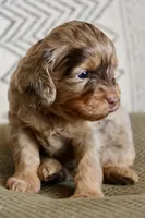 Oval, a female Cavapoo for sale in Muskogee, OK – Photo 6 of 10