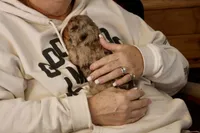 Oval, a female Cavapoo for sale in Muskogee, OK – Photo 10 of 10