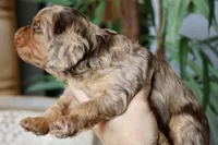 Oval, a female Cavapoo for sale in Muskogee, OK – Photo 4 of 10