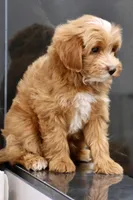 Pocket , a male Maltipoo for sale in Muskogee, OK – 3 of 3