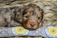 Opal, a female Cavapoo for sale in Muskogee, OK – Photo 10 of 10
