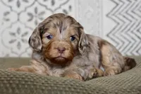 Opal, a female Cavapoo for sale in Muskogee, OK – Photo 1 of 10