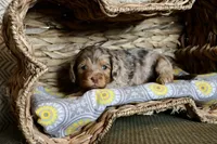Opal, a female Cavapoo for sale in Muskogee, OK – Photo 6 of 10