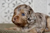 Opal, a female Cavapoo for sale in Muskogee, OK – Photo 3 of 10