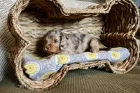 Opal, a female Cavapoo for sale in Muskogee, OK – Photo 8 of 10