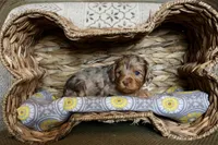 Opal, a female Cavapoo for sale in Muskogee, OK – Photo 7 of 10