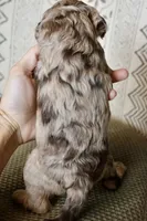 Opal, a female Cavapoo for sale in Muskogee, OK – Photo 5 of 10