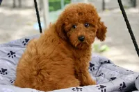 Bella, a female Maltipoo for sale in Muskogee, OK – 5 of 6