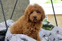 Bella, a female Maltipoo for sale in Muskogee, OK – 2 of 6