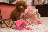 Locket, a female Maltipoo for sale in Muskogee, OK – 7 of 7