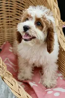 Posie pearl , a female Cavapoo for sale in Muskogee, OK – 7 of 10