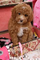 Locket, a female Maltipoo for sale in Muskogee, OK – 5 of 7