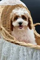 Posie pearl , a female Cavapoo for sale in Muskogee, OK – 3 of 10
