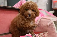 Locket, a female Maltipoo for sale in Muskogee, OK – 3 of 7