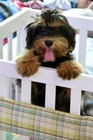 Eddie trained , a male Maltipoo for sale in Muskogee, OK – 9 of 10
