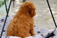 Bella, a female Maltipoo for sale in Muskogee, OK – 4 of 6