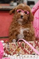 Locket, a female Maltipoo for sale in Muskogee, OK – 4 of 7